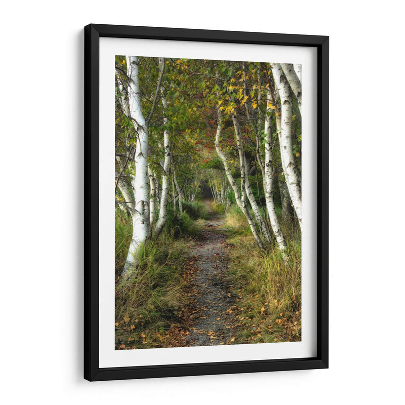 Path Birch Ii - Danny Head | Cuadro decorativo de Canvas Lab