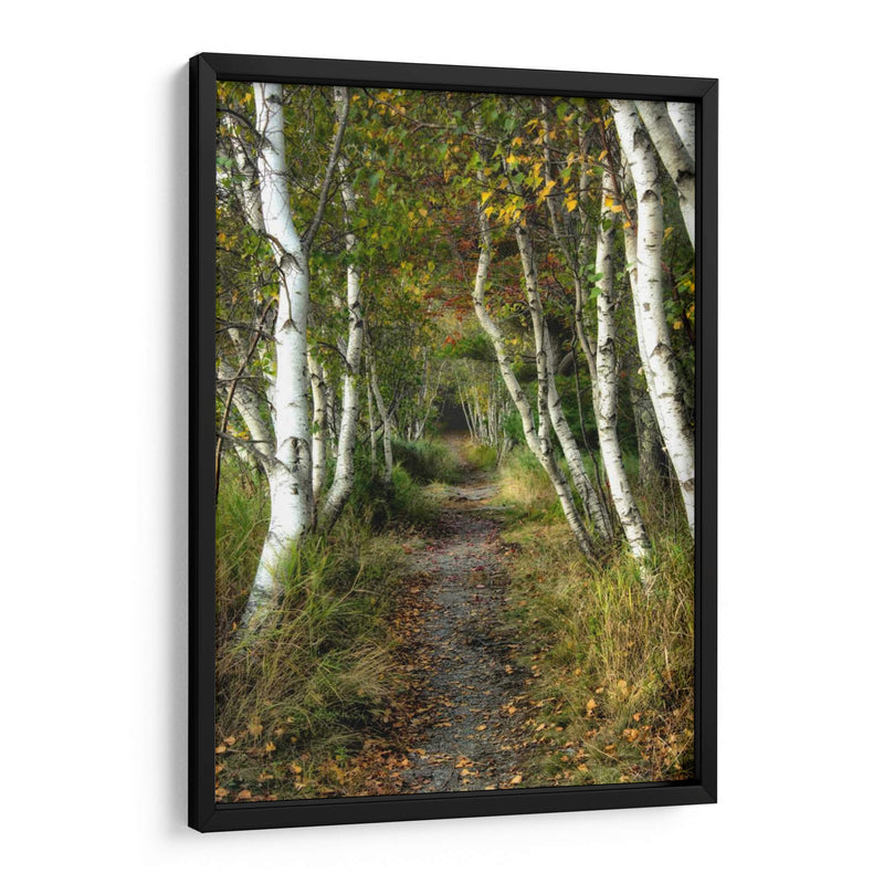 Path Birch Ii - Danny Head | Cuadro decorativo de Canvas Lab