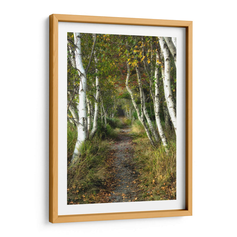 Path Birch Ii - Danny Head | Cuadro decorativo de Canvas Lab