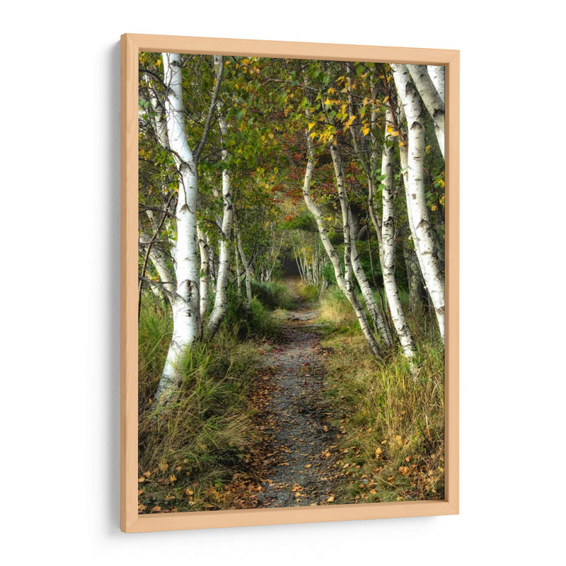 Path Birch Ii - Danny Head | Cuadro decorativo de Canvas Lab