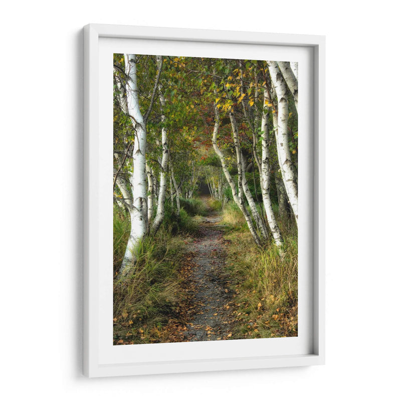 Path Birch Ii - Danny Head | Cuadro decorativo de Canvas Lab