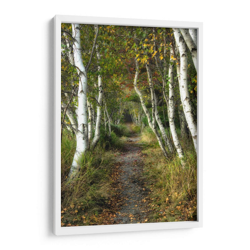 Path Birch Ii - Danny Head | Cuadro decorativo de Canvas Lab