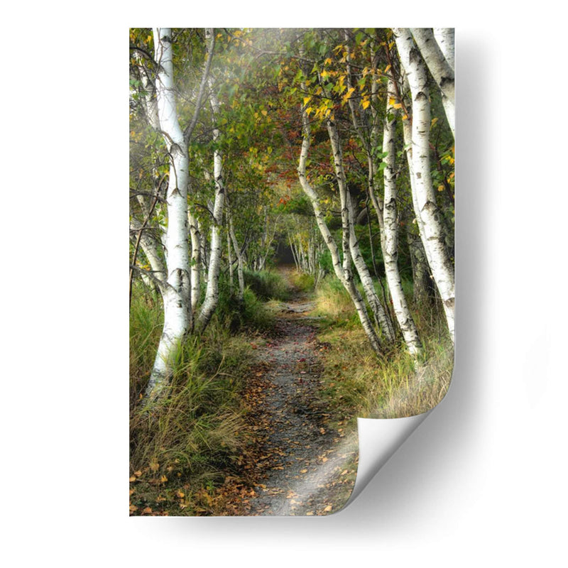 Path Birch Ii - Danny Head | Cuadro decorativo de Canvas Lab