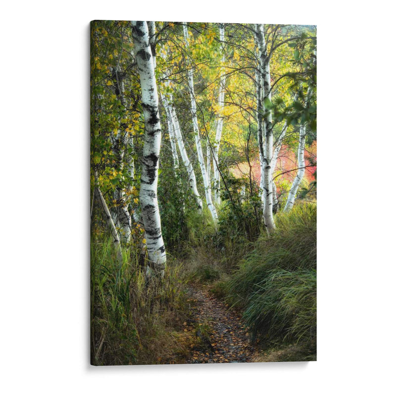 Path Birch Iii - Danny Head | Cuadro decorativo de Canvas Lab