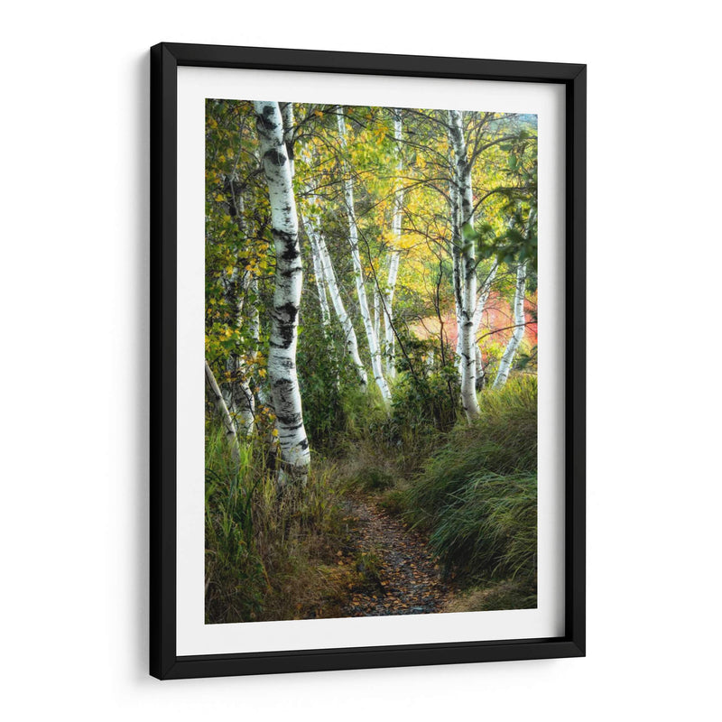 Path Birch Iii - Danny Head | Cuadro decorativo de Canvas Lab