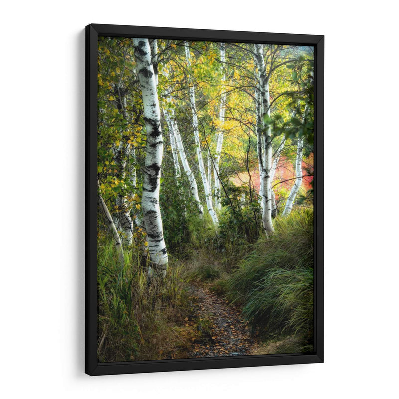 Path Birch Iii - Danny Head | Cuadro decorativo de Canvas Lab