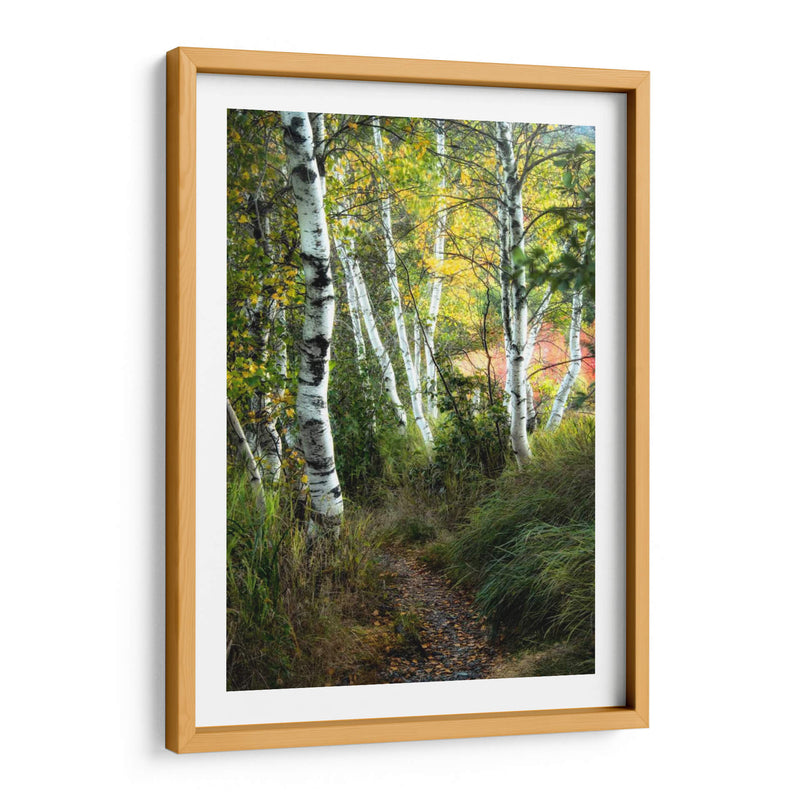 Path Birch Iii - Danny Head | Cuadro decorativo de Canvas Lab