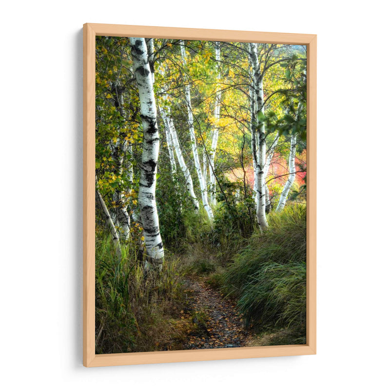 Path Birch Iii - Danny Head | Cuadro decorativo de Canvas Lab