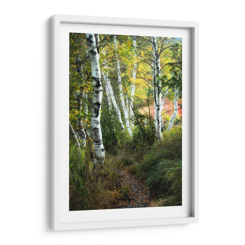 Path Birch Iii - Danny Head | Cuadro decorativo de Canvas Lab