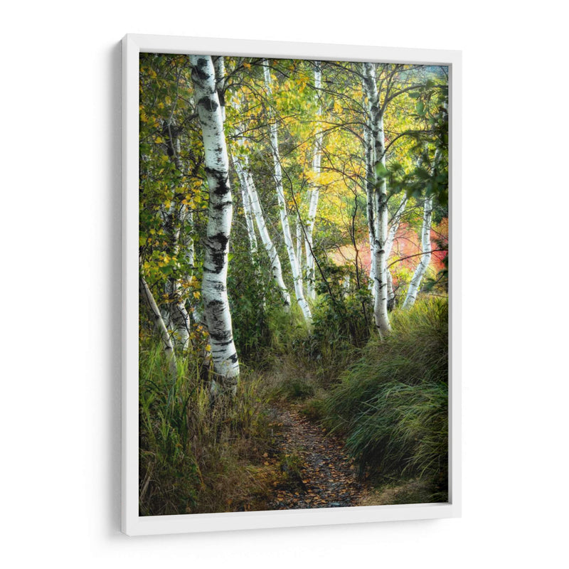 Path Birch Iii - Danny Head | Cuadro decorativo de Canvas Lab