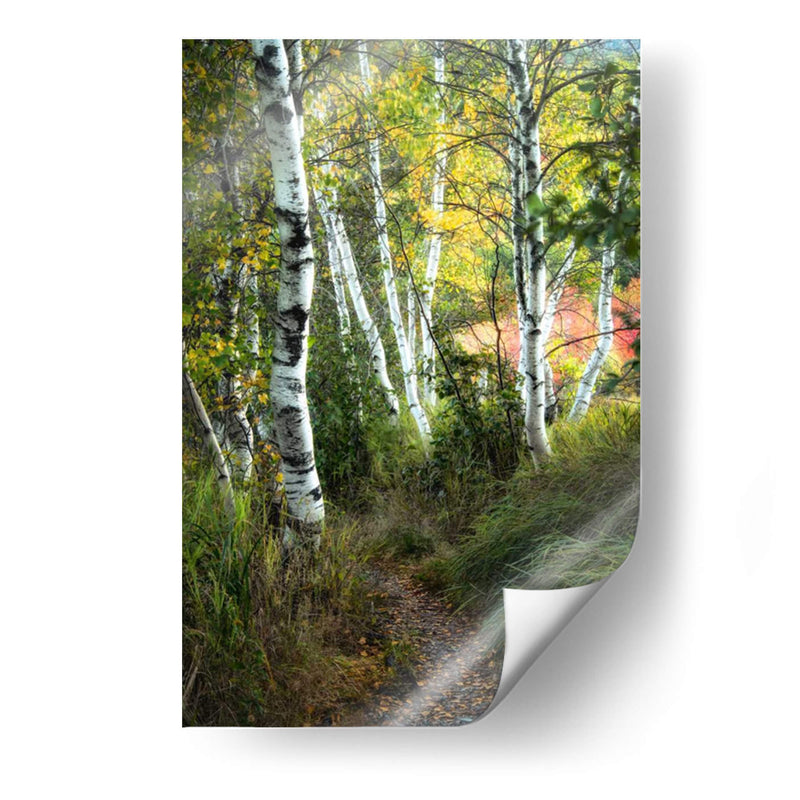 Path Birch Iii - Danny Head | Cuadro decorativo de Canvas Lab