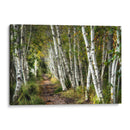 Un Paseo Por Los Abedules - Danny Head | Cuadro decorativo de Canvas Lab