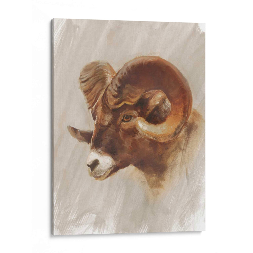 Estudio De Animales Estadounidense Occidental I - Ethan Harper | Cuadro decorativo de Canvas Lab