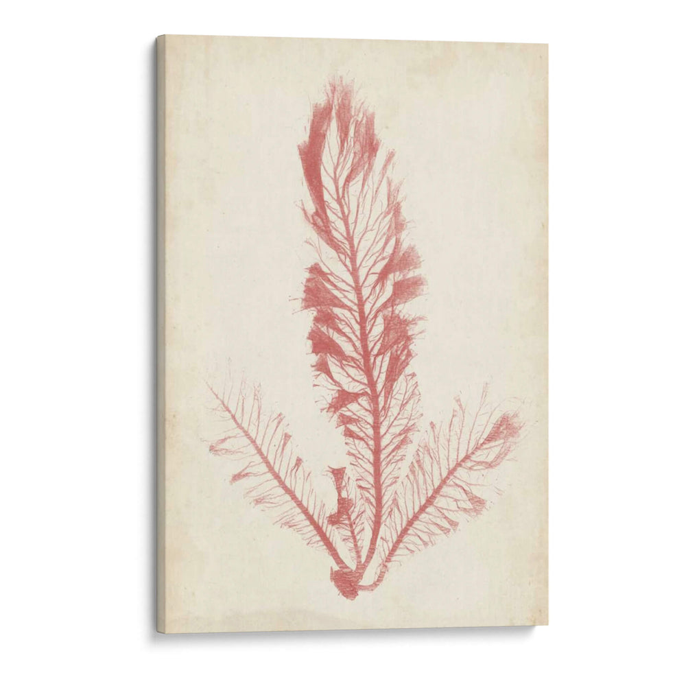Pluma De Mar Coral I - Henry Bradbury | Cuadro decorativo de Canvas Lab