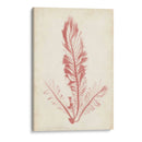 Pluma De Mar Coral I - Henry Bradbury | Cuadro decorativo de Canvas Lab