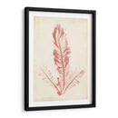 Pluma De Mar Coral I - Henry Bradbury | Cuadro decorativo de Canvas Lab
