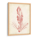 Pluma De Mar Coral I - Henry Bradbury | Cuadro decorativo de Canvas Lab