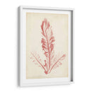 Pluma De Mar Coral I - Henry Bradbury | Cuadro decorativo de Canvas Lab