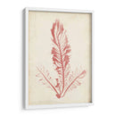 Pluma De Mar Coral I - Henry Bradbury | Cuadro decorativo de Canvas Lab