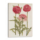 Bellezas Del Jardín Vintage I - Horto Van Houtteano | Cuadro decorativo de Canvas Lab
