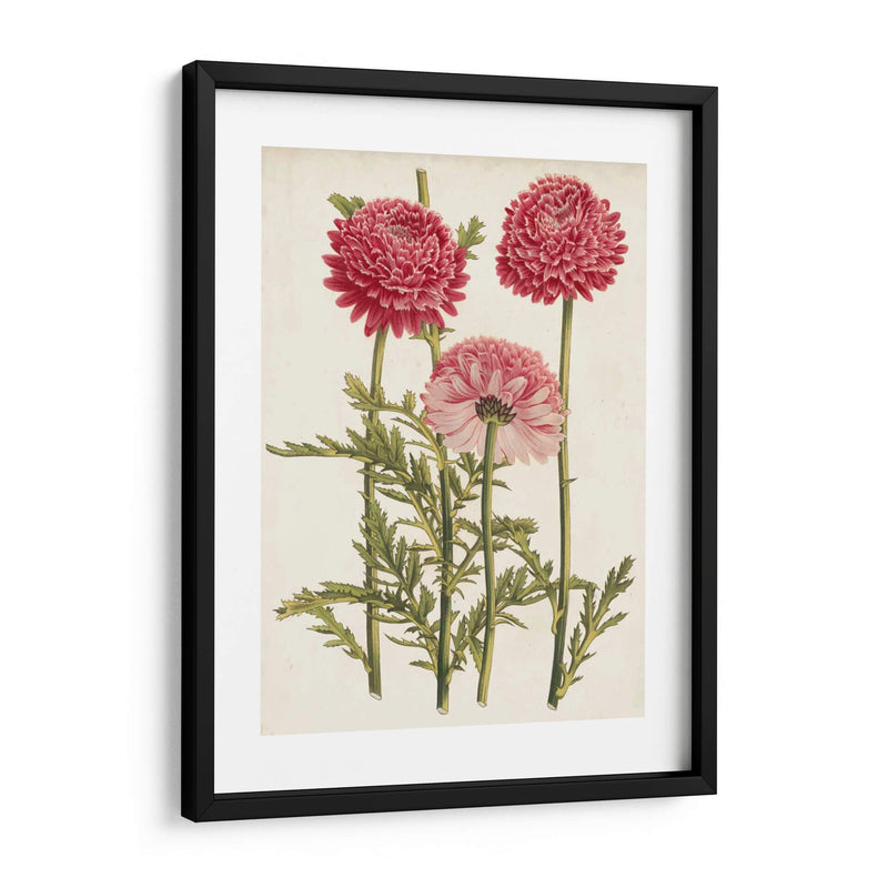 Bellezas Del Jardín Vintage I - Horto Van Houtteano | Cuadro decorativo de Canvas Lab