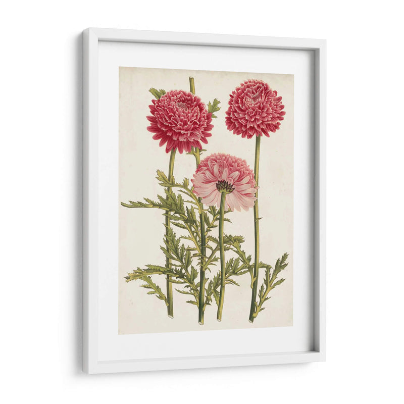 Bellezas Del Jardín Vintage I - Horto Van Houtteano | Cuadro decorativo de Canvas Lab