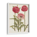 Bellezas Del Jardín Vintage I - Horto Van Houtteano | Cuadro decorativo de Canvas Lab