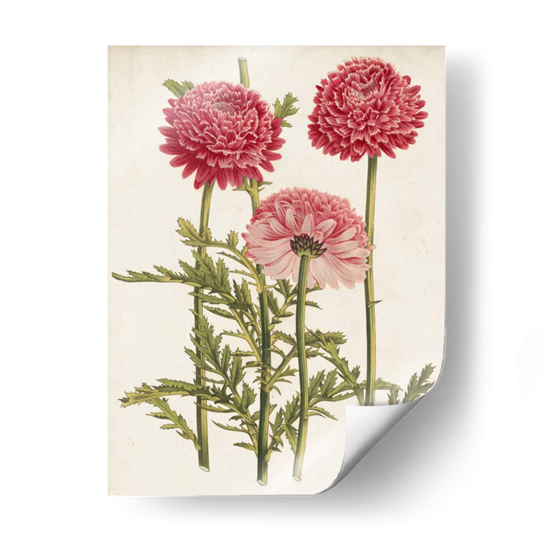 Bellezas Del Jardín Vintage I - Horto Van Houtteano | Cuadro decorativo de Canvas Lab