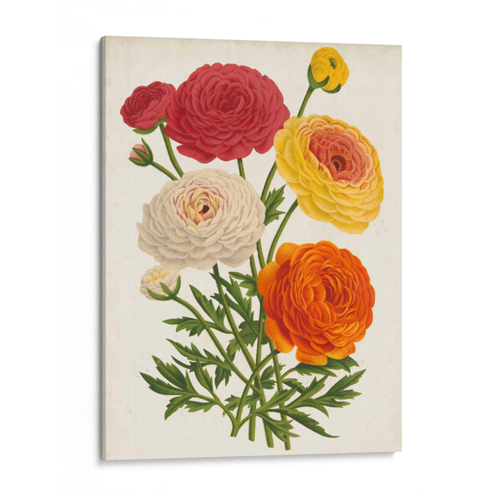 Bellezas Del Jardín Vintage Ii - Horto Van Houtteano | Cuadro decorativo de Canvas Lab