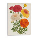 Bellezas Del Jardín Vintage Ii - Horto Van Houtteano | Cuadro decorativo de Canvas Lab