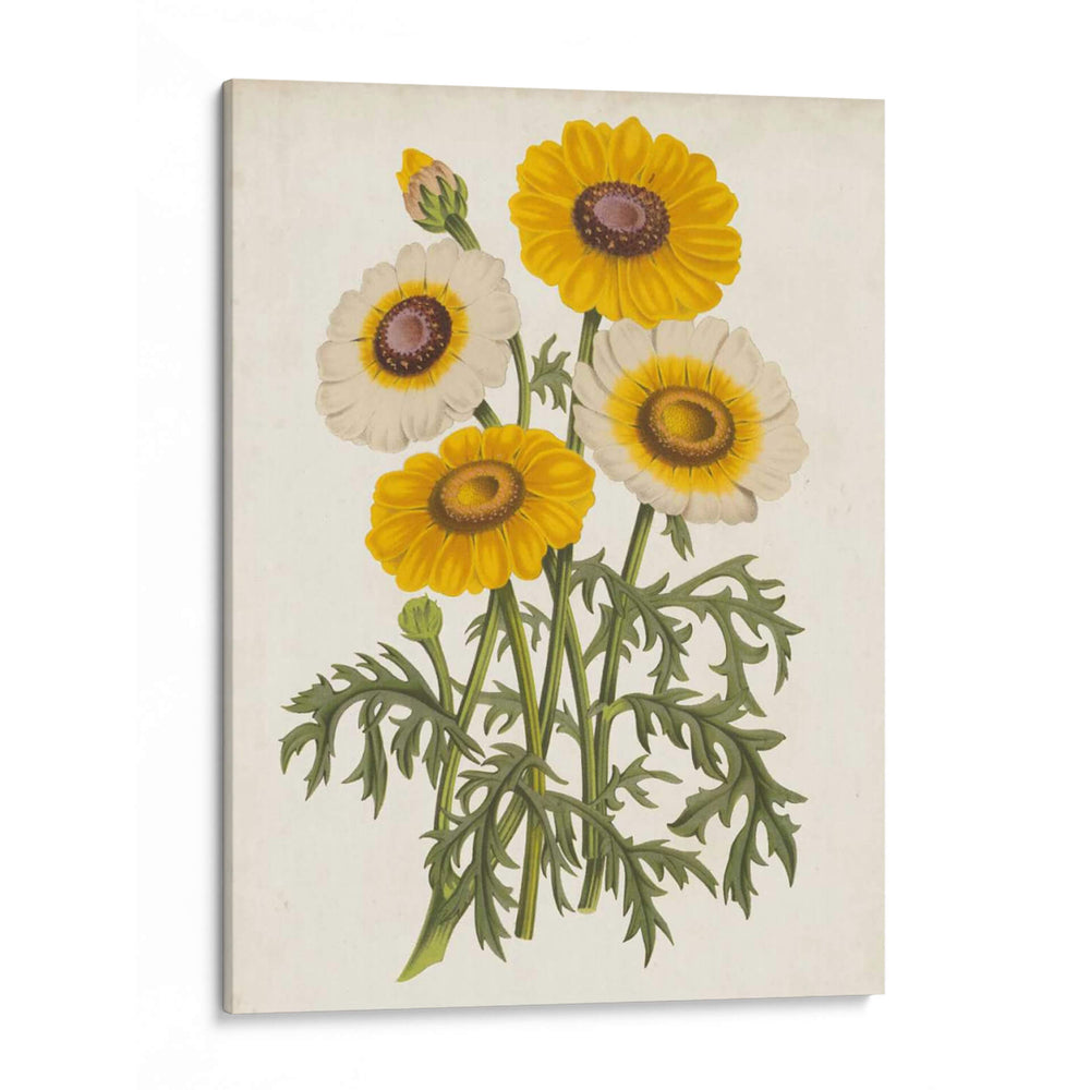 Bellezas De Jardín Vintage Iii - Horto Van Houtteano | Cuadro decorativo de Canvas Lab