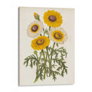 Bellezas De Jardín Vintage Iii - Horto Van Houtteano | Cuadro decorativo de Canvas Lab