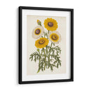 Bellezas De Jardín Vintage Iii - Horto Van Houtteano | Cuadro decorativo de Canvas Lab