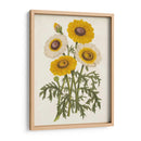 Bellezas De Jardín Vintage Iii - Horto Van Houtteano | Cuadro decorativo de Canvas Lab