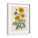 Bellezas De Jardín Vintage Iii - Horto Van Houtteano | Cuadro decorativo de Canvas Lab