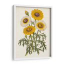 Bellezas De Jardín Vintage Iii - Horto Van Houtteano | Cuadro decorativo de Canvas Lab