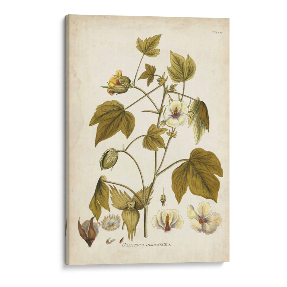 Elegante Botánico I - J.J. Plenk | Cuadro decorativo de Canvas Lab