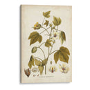 Elegante Botánico I - J.J. Plenk | Cuadro decorativo de Canvas Lab