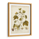 Elegante Botánico I - J.J. Plenk | Cuadro decorativo de Canvas Lab