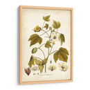 Elegante Botánico I - J.J. Plenk | Cuadro decorativo de Canvas Lab