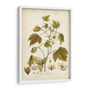 Elegante Botánico I - J.J. Plenk | Cuadro decorativo de Canvas Lab