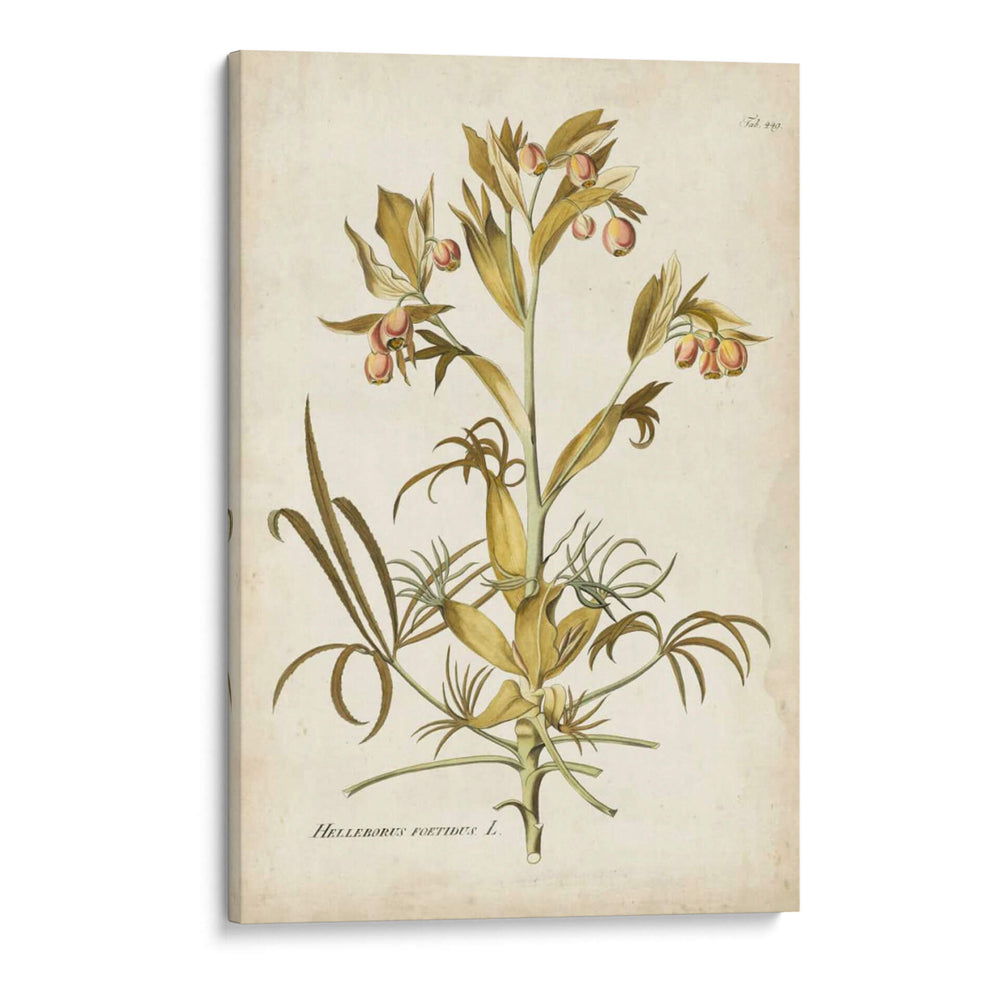Elegante Botánico Ii - J.J. Plenk | Cuadro decorativo de Canvas Lab