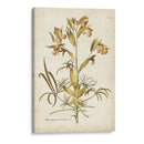 Elegante Botánico Ii - J.J. Plenk | Cuadro decorativo de Canvas Lab