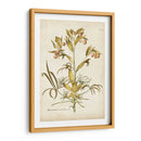 Elegante Botánico Ii - J.J. Plenk | Cuadro decorativo de Canvas Lab