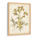 Elegante Botánico Ii - J.J. Plenk | Cuadro decorativo de Canvas Lab