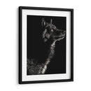 Scratchboard Wolf Ii - Julie T. Chapman | Cuadro decorativo de Canvas Lab