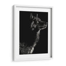 Scratchboard Wolf Ii - Julie T. Chapman | Cuadro decorativo de Canvas Lab