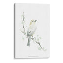 Impresiones Aviares Iv - June Erica Vess | Cuadro decorativo de Canvas Lab