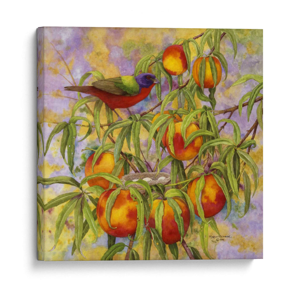 Bunting Pintado Y Melocotones - Marcia Matcham | Cuadro decorativo de Canvas Lab