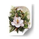 Viñeta Magnolia - Marcia Matcham | Cuadro decorativo de Canvas Lab
